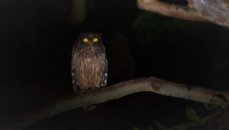 Into the Night: Open-Roof Jeep Adventure Around Sigiriya - Final Thoughts