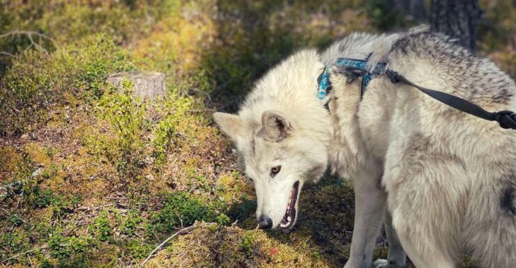 Into the Woods... - Exploring the Arctic Wolfdog Sanctuary