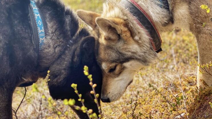 Into the Woods... - Interaction With Arctic Wolfdogs