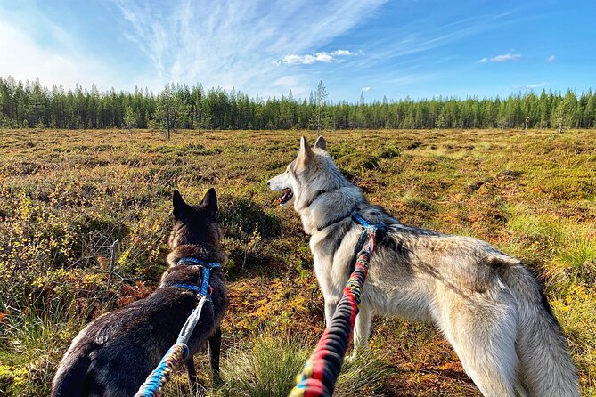 Into the Woods... - The Beauty of Nature