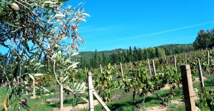 Into the World of Natural Wine - Benefits of Natural Wine Consumption