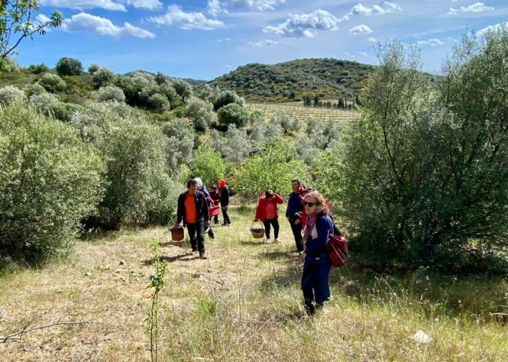 Into the World of Wild Herbs - Traditional Healing Practices of Sardinia