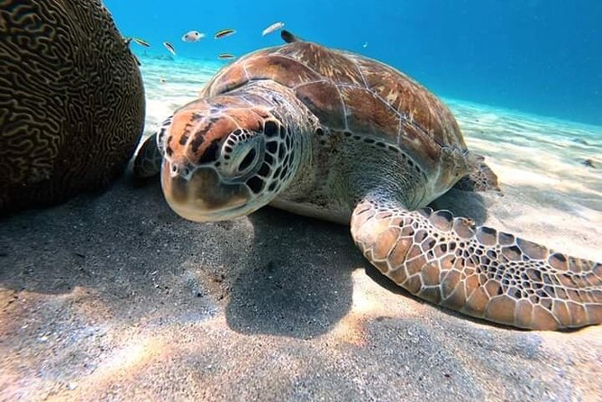 Intro Dive From Hurghada - Additional Booking Information