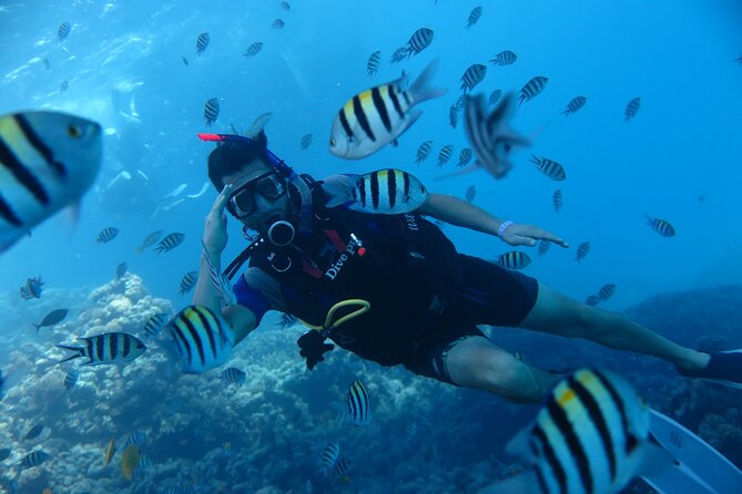 Intro Diving 2 Stops for Beginners With Pick-Up and Lunch - Hurghada - The Sum Up