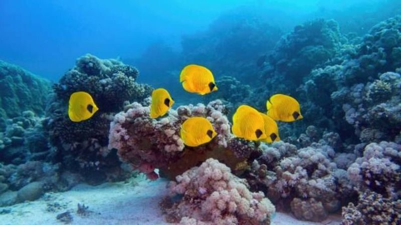Intro Diving and Snorkeling Tour in Hurghada - What to expect from an introductory scuba session