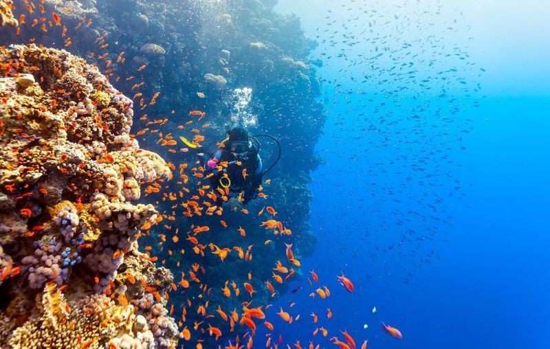 Intro Diving and Snorkeling Tour in Hurghada - Should you book the Hurghada boat trip?