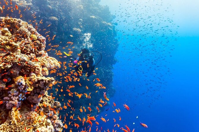 Intro Diving at Ras Mohamed and White Island in Sharm El Sheikh - Pickup and Meeting Details