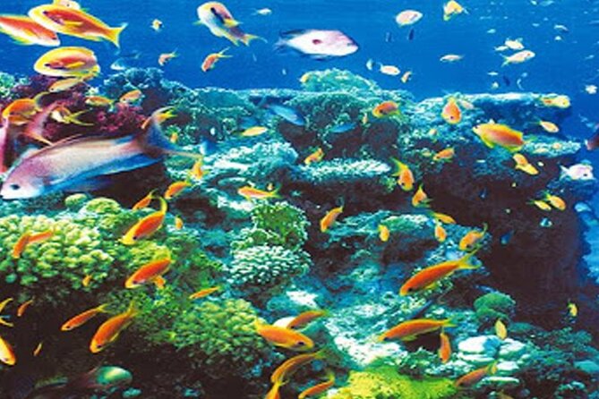 Intro Diving for Beginners in Hurghada With Pick-Up and Lunch - Accessibility and Requirements