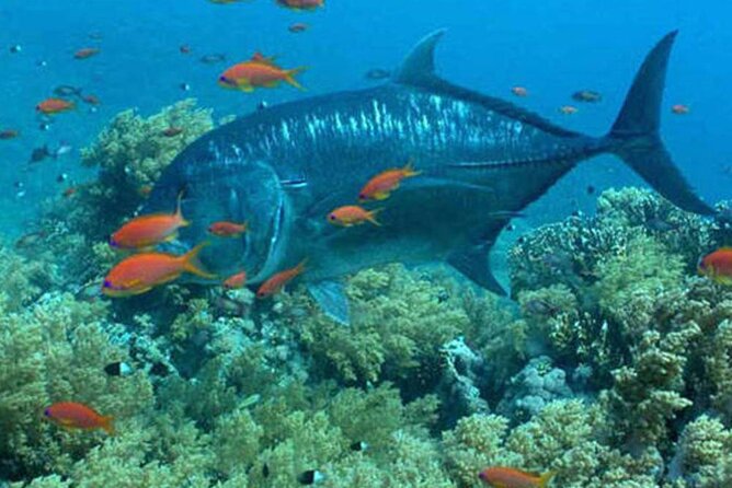 Intro Diving In Sharm El Sheikh - Response From Host