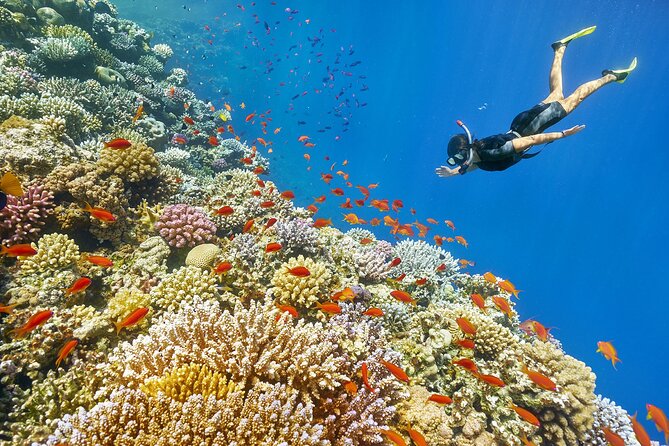 Intro Diving In Sharm El Sheikh - The Sum Up