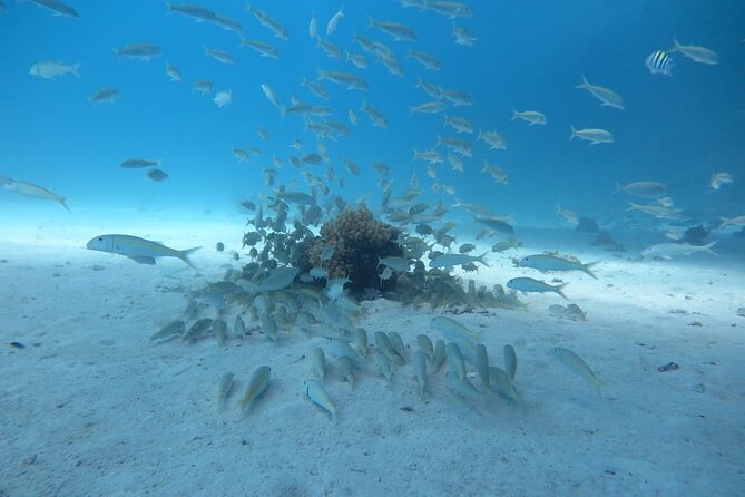Intro Scuba Diving - Pricing and Discounts