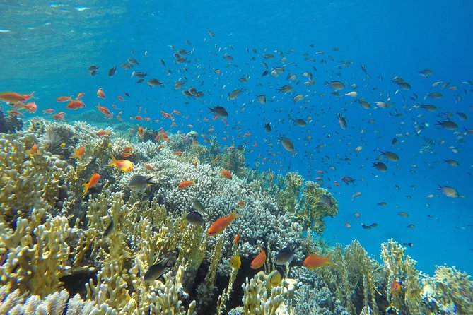 Intro Scuba Diving - The Sum Up