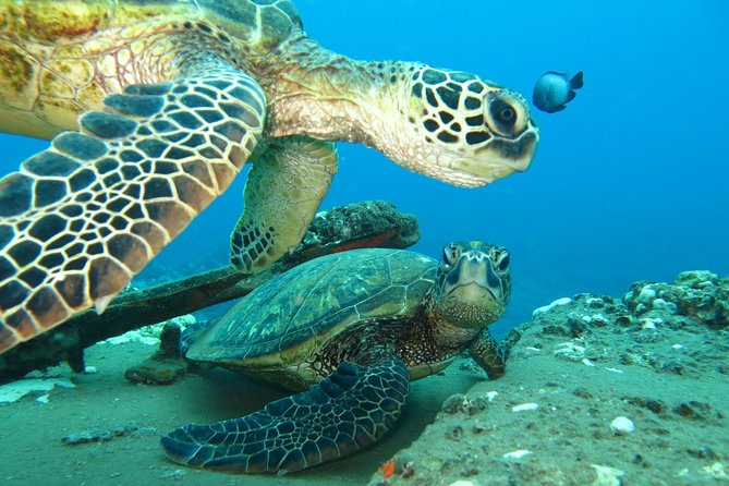Intro to Scuba Diving in Kaanapali - Additional Information and Requirements
