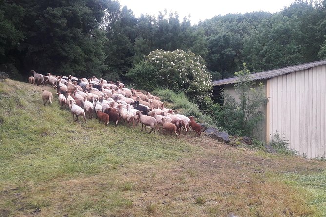 Introduction to Spinning Local Wool on a Traditional Spinning Wheel - Troubleshooting Common Spinning Wheel Issues