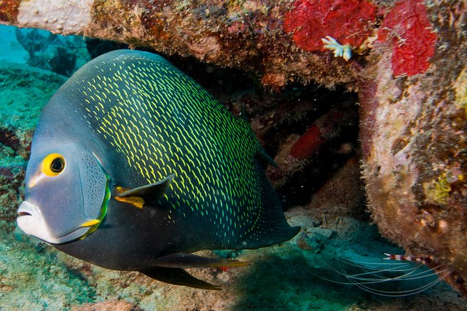 Introductory Diving in Aruba - Exploring the Underwater World of Aruba