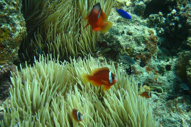 Introductory Scuba Dive Experience and Create Awesome Holiday Memory Moments - Dive Techniques and Skills for Beginners