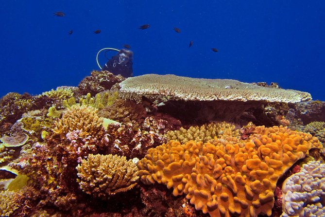 Introductory Scuba Dive Experience and Create Awesome Holiday Memory Moments - Capturing Unforgettable Underwater Memories