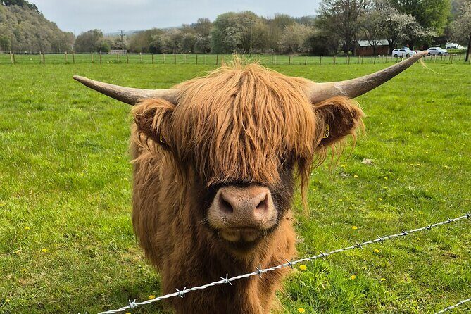 Invergordon shore excursion - Private Scenic Loch Ness Tour - Good To Know