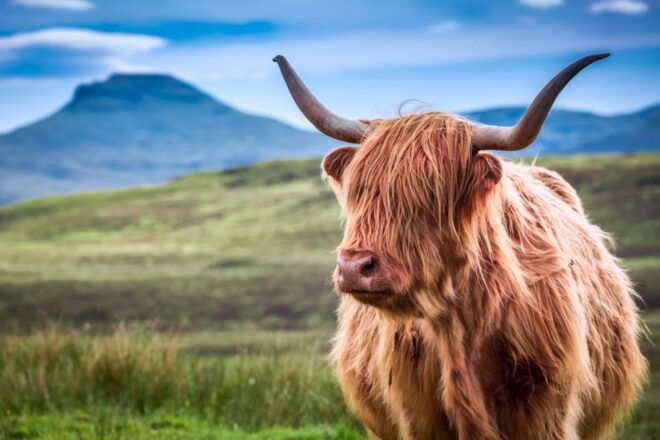 Inverness: Isle of Skye and Eilean Donan Castle Day Trip - Transportation and Guide