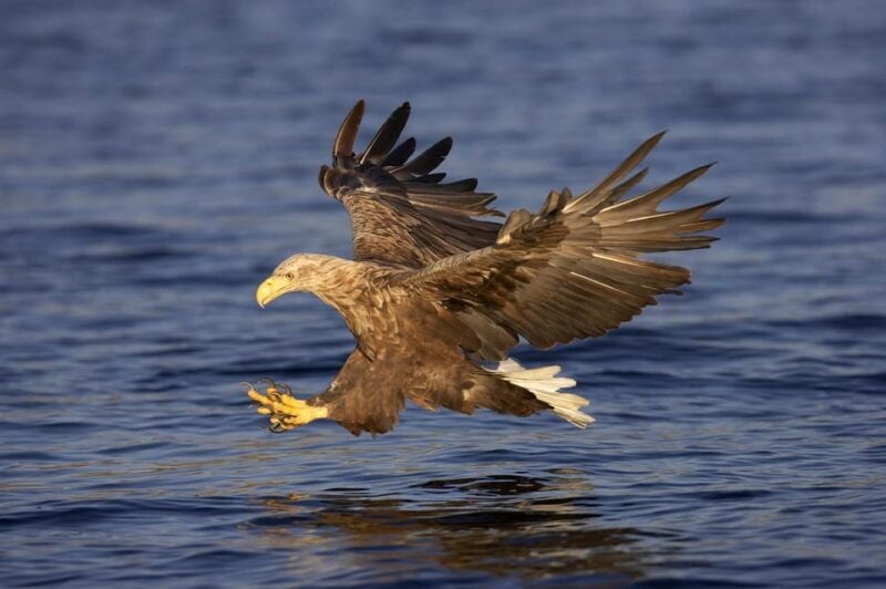 Inverness: Lochs, Waterfalls and Rewilding Experience - What the Tour Experience Means for You