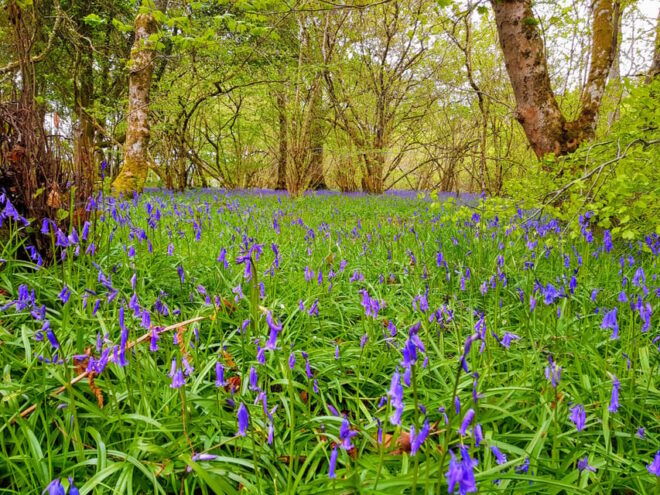 Inverness: Private Secret Hike to the Shores of Loch Ness - Fitness and Suitability