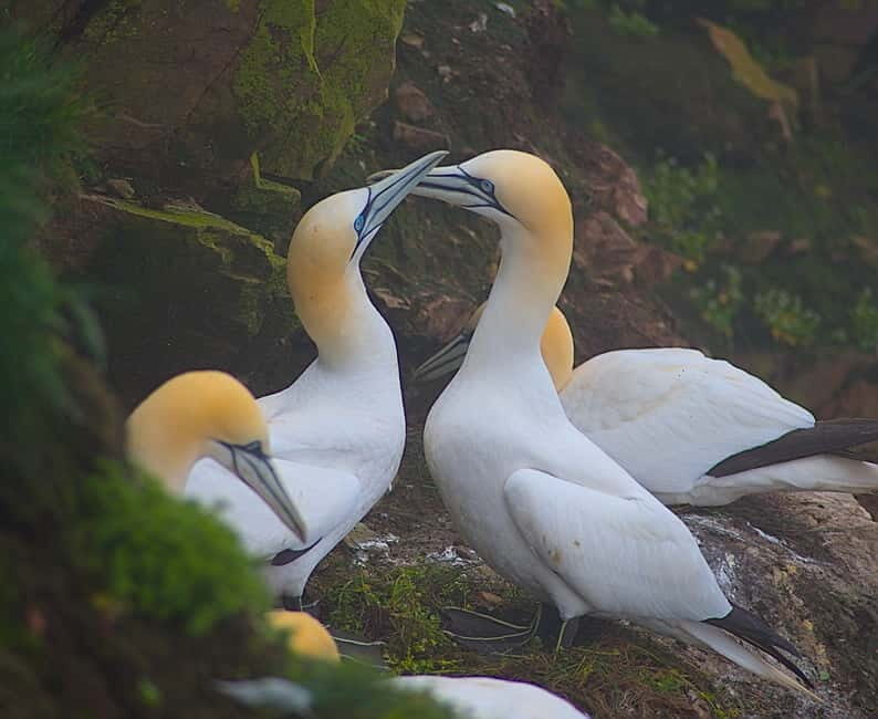 Inverness: Whisky, Wildlife, and Beaches Day Tour - Practical Tips for Travelers