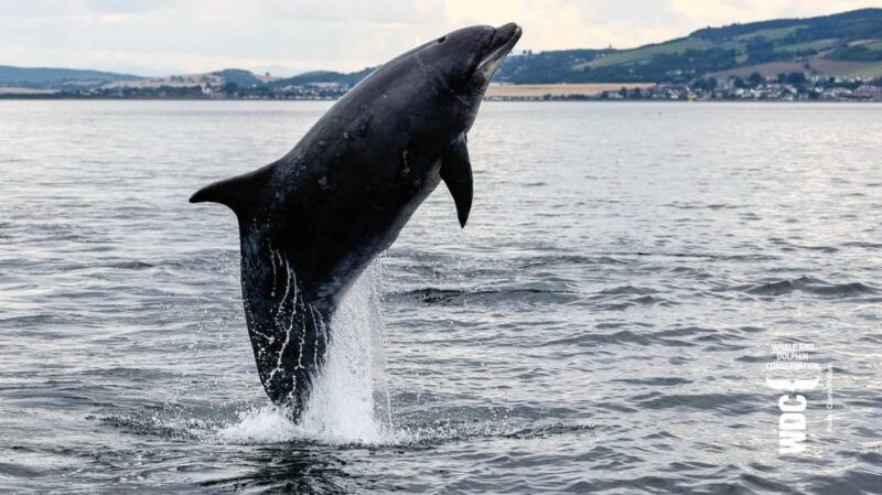 Inverness: Wildlife Watching Cruise to Chanonry Point - Why This Experience Offers Great Value