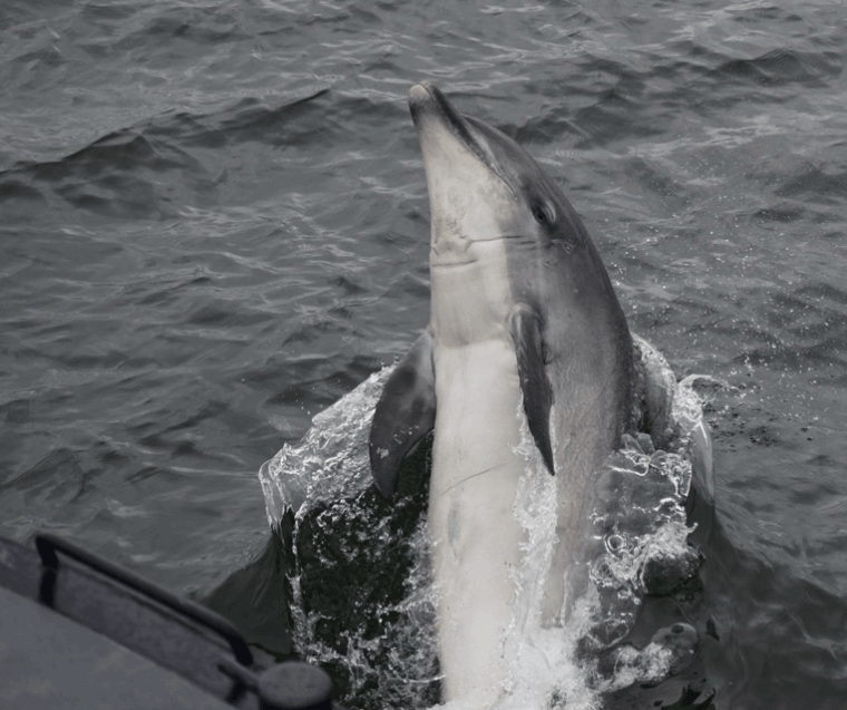 Inverness: Wildlife Watching Cruise to Chanonry Point - FAQs