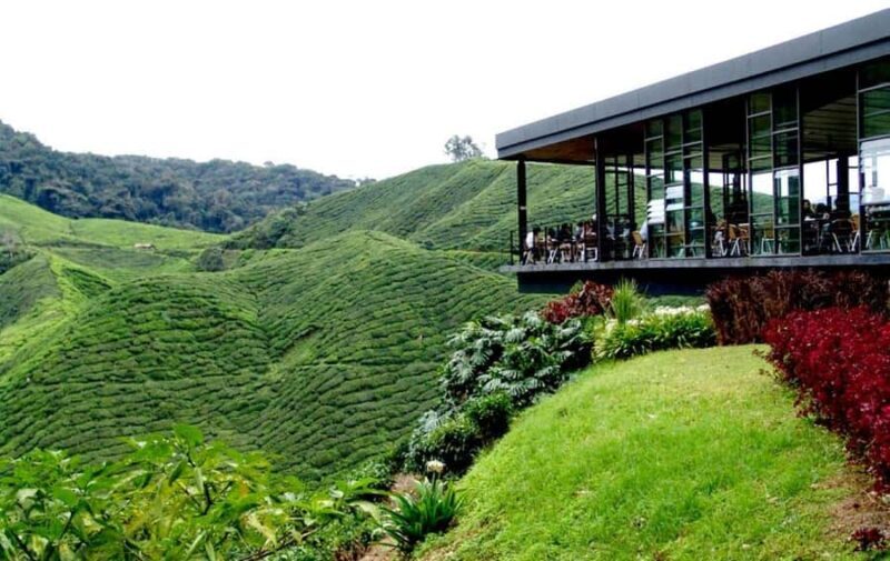 Ipoh: Cameron Highlands Day Tour tea plantation with lunch - An Authentic Highland Escape from Ipoh