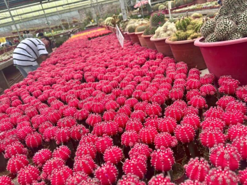 Ipoh: Cameron Highlands Day Tour tea plantation with lunch - Final Thoughts