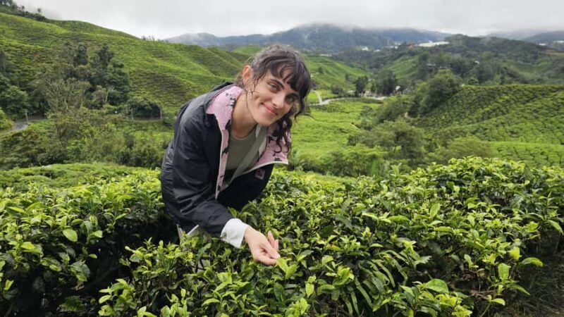 Ipoh: Cameron Highlands Private Day Trip with Driver - Who Is This Tour Best Suited For?