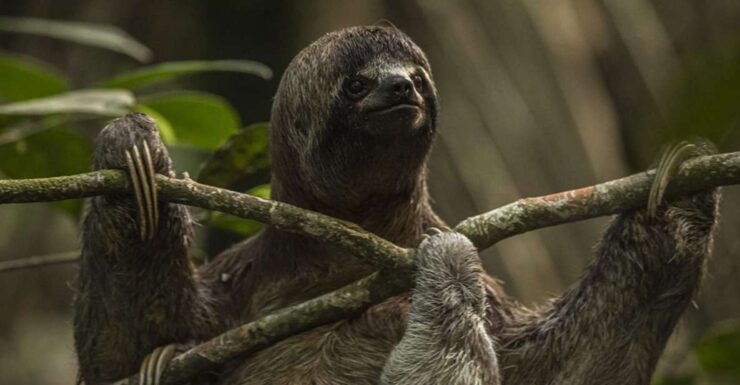 Iquitos: 2 Days and 1 Night Guided Amazon Jungle Tour - Tour Duration and Inclusions