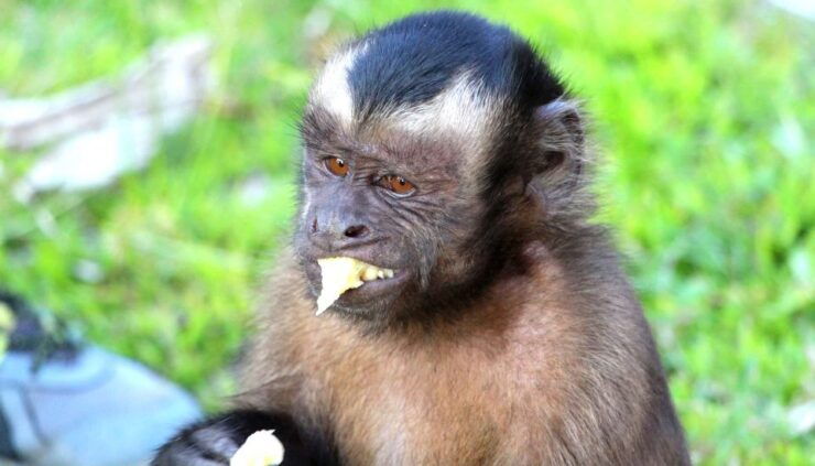 Iquitos: 2 Days and 1 Night Guided Amazon Jungle Tour - Highlights of the Amazon Experience