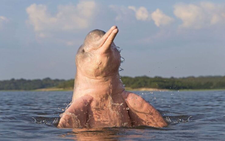 Iquitos: 3 Days and 2 Nights Guided Amazon Jungle Tour - Tour Overview