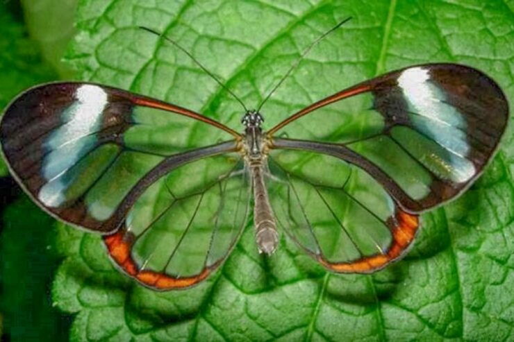 Iquitos: 6-Hour Amazon River Tour W/ Belén & Butterfly Farm - Tour Experience