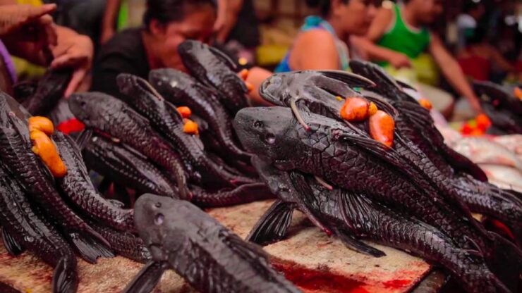 Iquitos: Belen Market and Venice Loretana Guided Tour - Booking Information