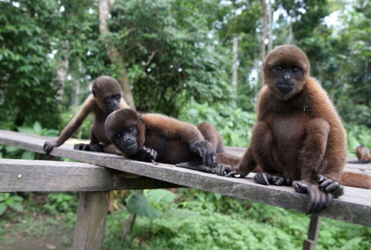 Iquitos : Full Day Excursion to Monkey Island - Booking Details