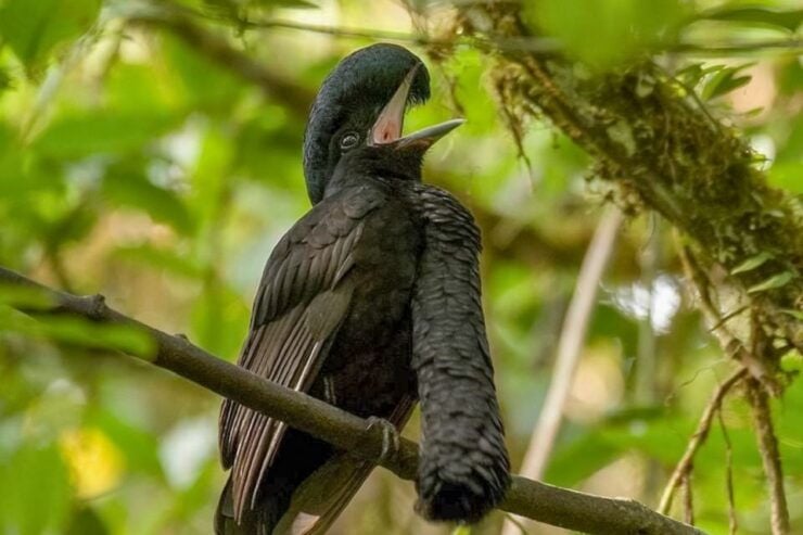 Iquitos: Full Day Pacaya Samiria National Reserve Tour - Tour Duration