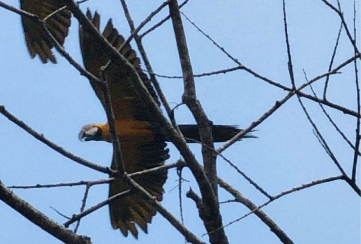 Iquitos: Full Day Wildlife Experience in the Amazon - Booking Details and Options
