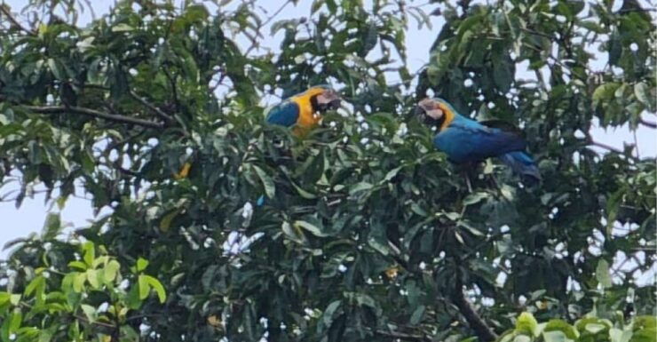 Iquitos: Full Day Wildlife Experience in the Amazon - Activity Information and Duration