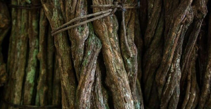 Iquitos: Healing Treatment With Ayahuasca 1 Ceremony - Booking Details