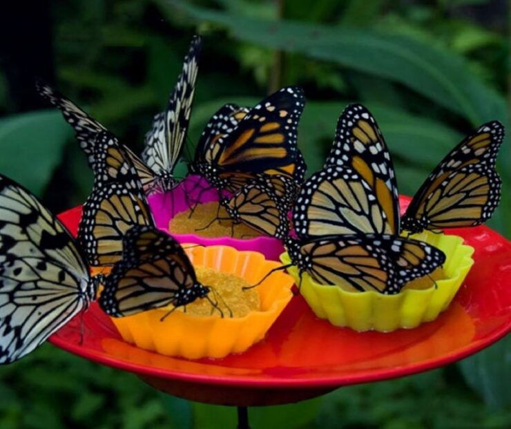 Iquitos: Pilpintuwasi Butterfly Farm Tour - Activity Details