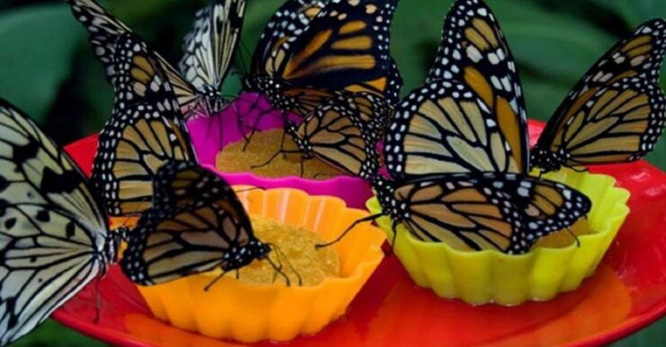 Iquitos: Pilpintuwasi Butterfly Farm Tour - Experience Highlights