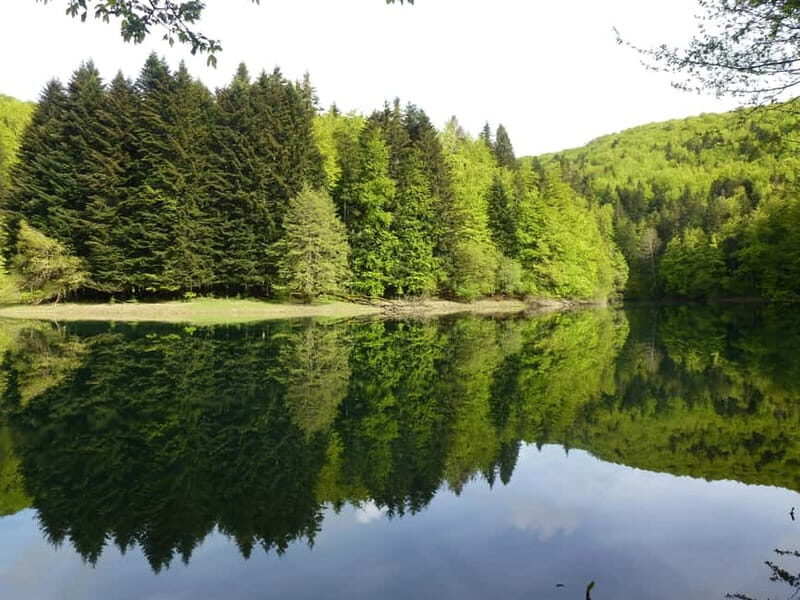 Irati Forest and Ochagavía Excursion - An In-Depth Look at the Irati Forest and Ochagavía Tour