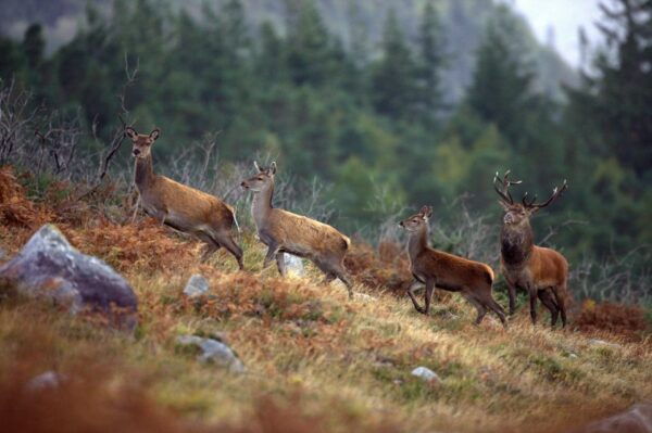 Ireland: 2 Day Wild Atlantic Way Tour - Common Questions