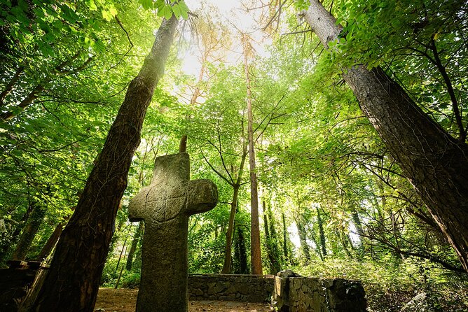 Ireland Guided Woodland Tour in County Wexford  - South East Ireland - Tree Communication and Local Traditions