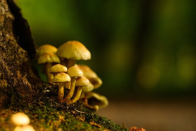 Ireland Guided Woodland Tour in County Wexford  - South East Ireland - Common Questions