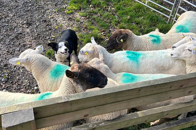 Ireland Private Countryside Tour in County Wicklow  - Dublin - Traveler Reviews and Ratings