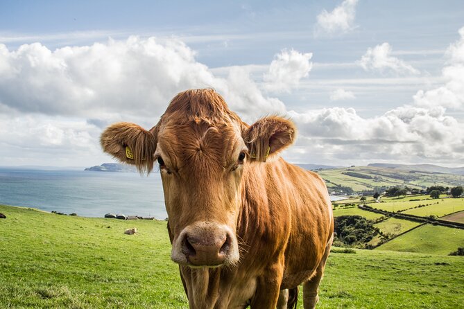 Ireland Private Tour Through Connemara  - Galway - Refund and Cancellation Policy