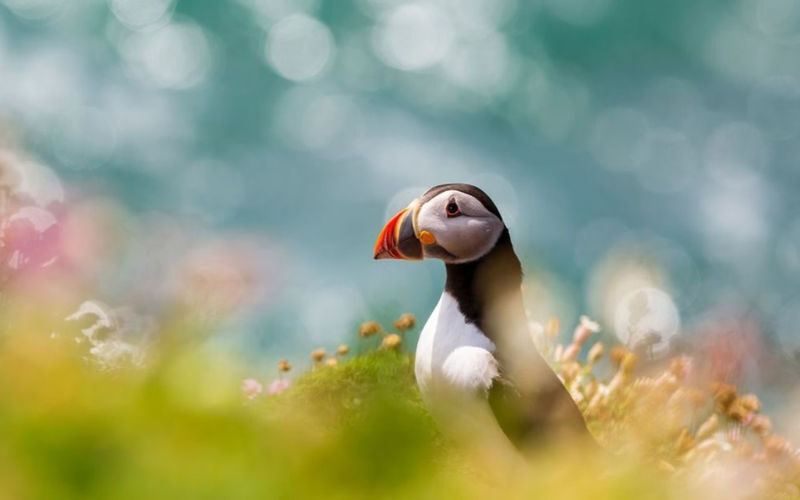 Irelands Eye and Howth Coast boat tour from Dublin - What the half-day format means for your plans